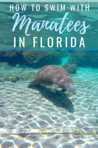 Swim with Manatees in Florida: Everything You Need to Know - The ...