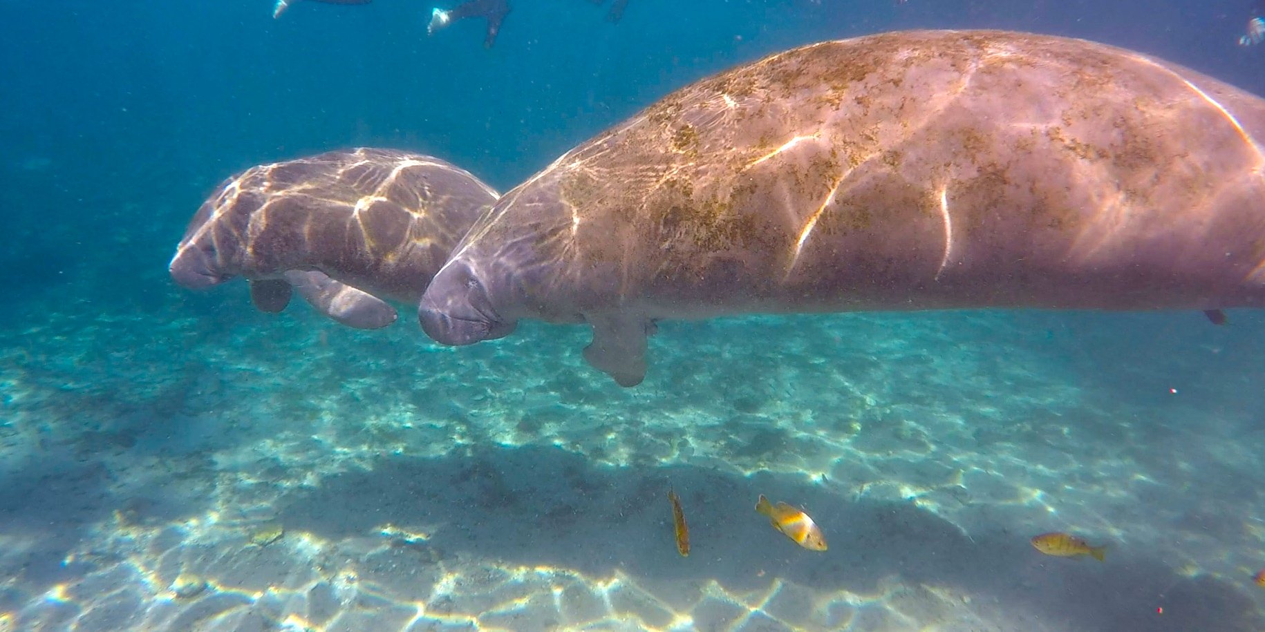 Swim with Manatees in Florida: Everything You Need to Know - The ...